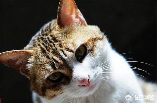 简州猫拉水怎么回事？简州猫拉稀水,简州猫拉稀水正常吗？