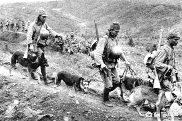 东北长毛狼青犬图片大全:二战时期，日军的狼青犬是如何培育出来的？
