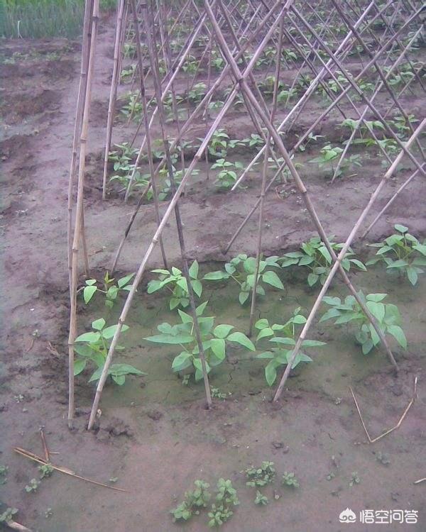 种植苦瓜需不需要整蔓，菜园里的苦瓜生长过于旺盛，需要对其整枝吗，这样做能否提高产量