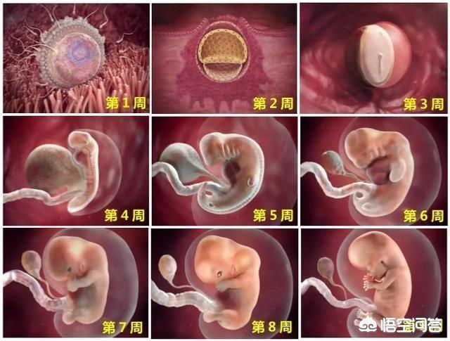 头条问答 怀孕七天胎儿有多大 74个回答