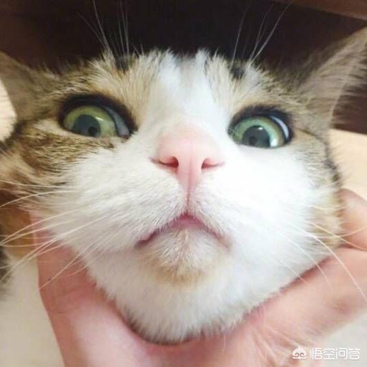 日本田园猫图片笑容:田园猫的腮帮子，家里的猫不长腮帮子怎么办？