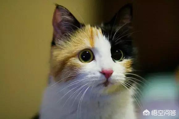 日本田园猫图片笑容:田园猫的腮帮子，家里的猫不长腮帮子怎么办？