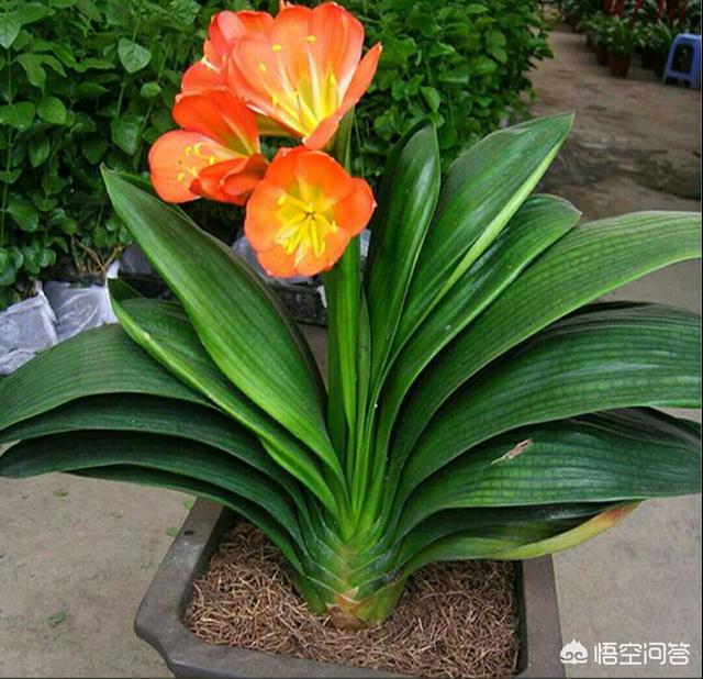长春君子兰网站:长春君子兰和鞍山君子兰有啥区别？分别有啥优点？