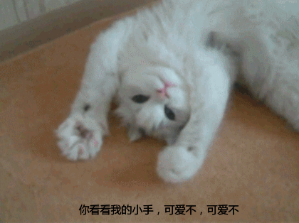 吸猫什么意思啊:吸猫什么意思啊怎么还有罪 为什么有的人天生就会被猫咪亲近呢？
