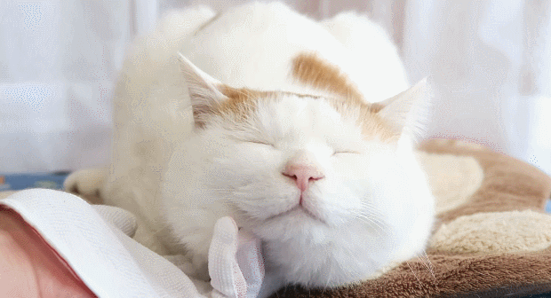 吸猫什么意思啊:吸猫什么意思啊怎么还有罪 为什么有的人天生就会被猫咪亲近呢？