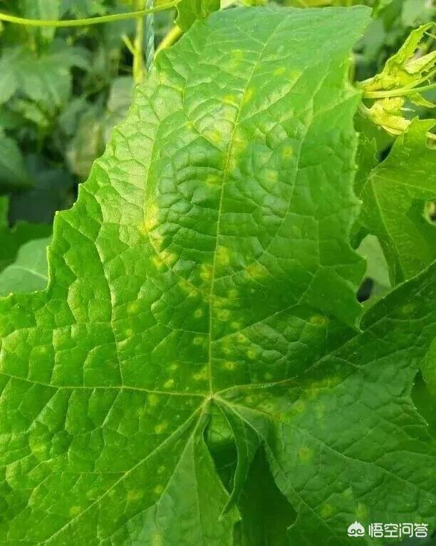 丝瓜褐斑病是什么原因造成的?怎样防治?