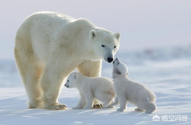 听说过物种灭绝,可是很少听说过新物种诞生,地球上的物种究竟从何而来