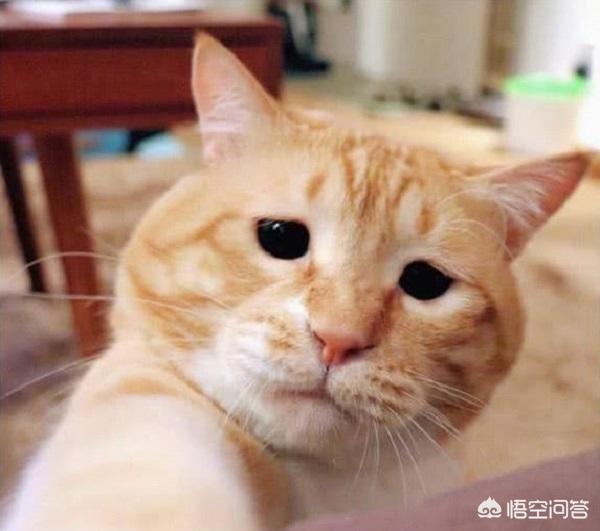 如何养胖橘猫:橘猫为什么比一般的猫要胖？