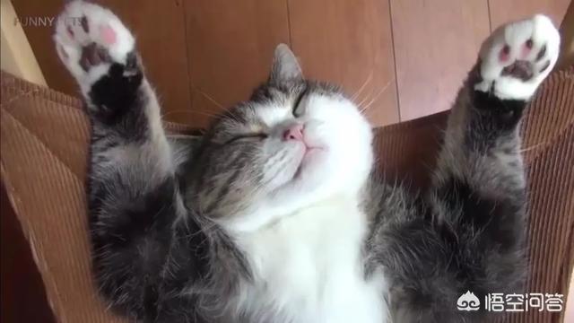 萌猫猫:为什么猫咪看起来很可爱？
