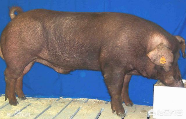 牛耳朵与猪耳朵的区别:卤猪头肉和猪耳朵颜色不一样怎么办？