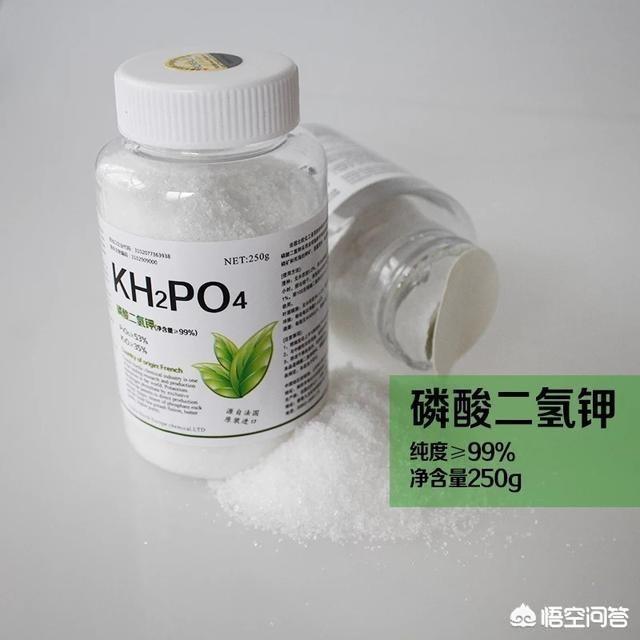 金山绣球花价格:绣球花打花苞后，需要施肥吗？