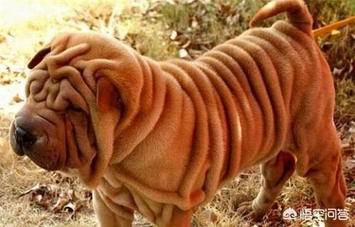 中山沙皮犬图片:沙皮犬的关节炎要注意什么？沙皮犬关节炎多久治好？