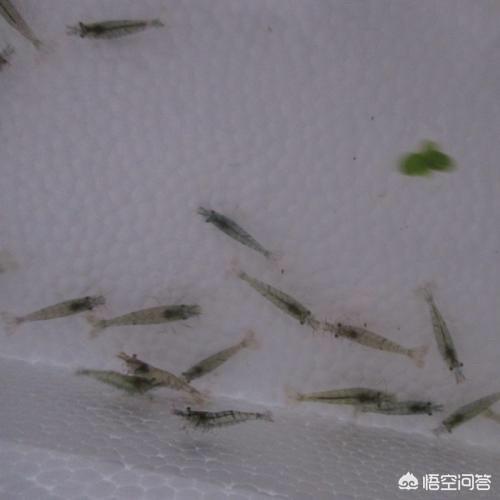 雪球虾是不是黑壳:黑色壳小小的贝壳海鲜是什么？