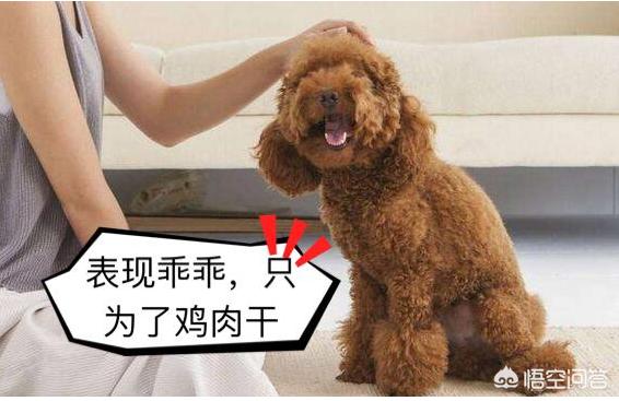 比格犬性格公泰迪绝育:公泰迪刚8个月，细小恢复中，康复后是绝育好还是娶媳妇好？