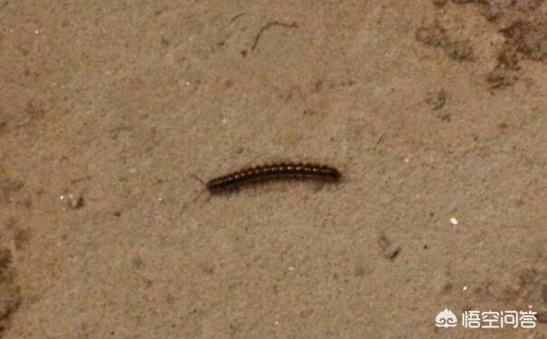 马陆虫:马陆虫为什么集体出来游走？