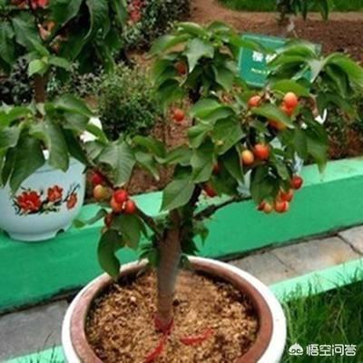 盆栽樱桃番茄种植方法:如何在阳台上种植盆栽圣女果吗？盆栽圣女果有哪些方法和技巧吗？