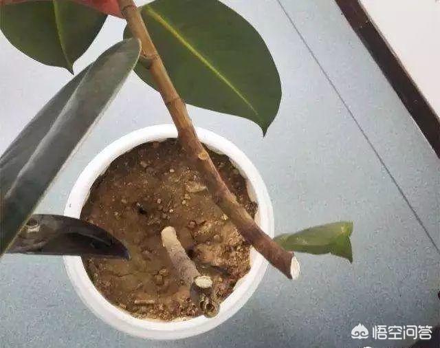 印度橡皮树如何叶插:家庭种植橡皮树春季如何养护，需要修剪吗？