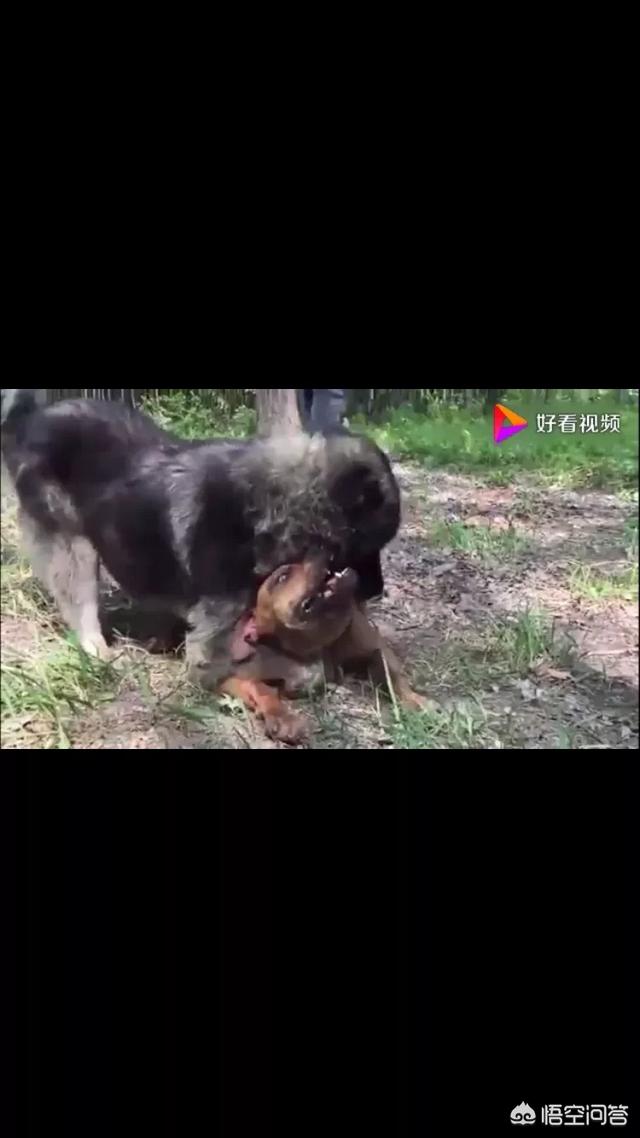 标准比特犬图片:杂交比特犬图片 为什么比特犬被称为全球第一猛犬？