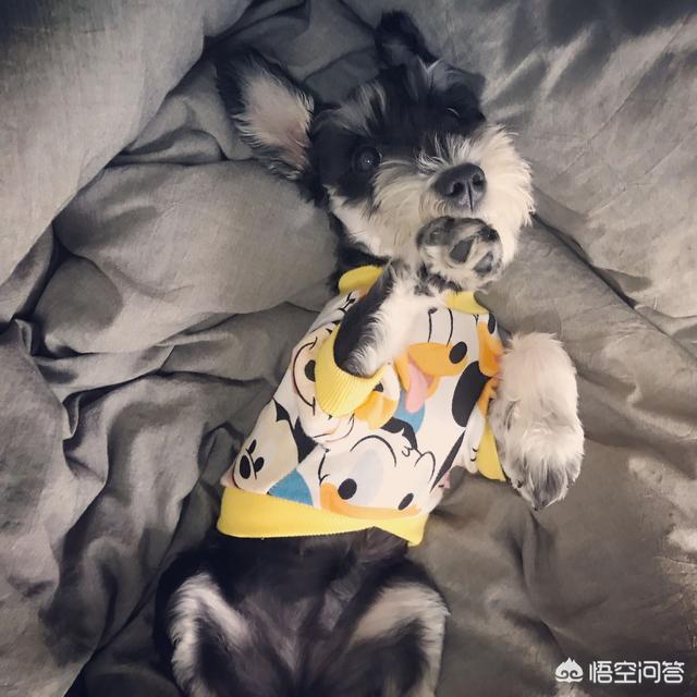 狗狗海藻粉哪个好:狗狗毛发干枯，吃什么狗粮比较好？