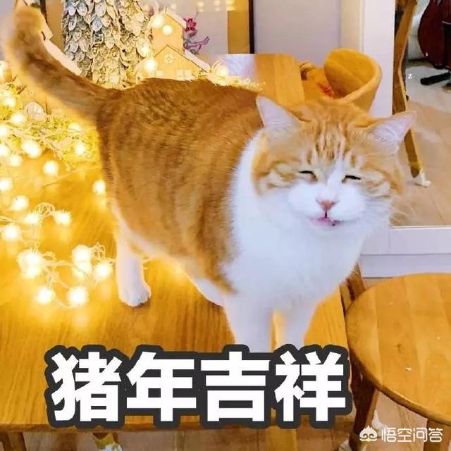 吸猫:吸猫到底是对猫干嘛 春天到了，喵星人又喵喵叫了。亲密接触时刻，如何正确地吸猫？