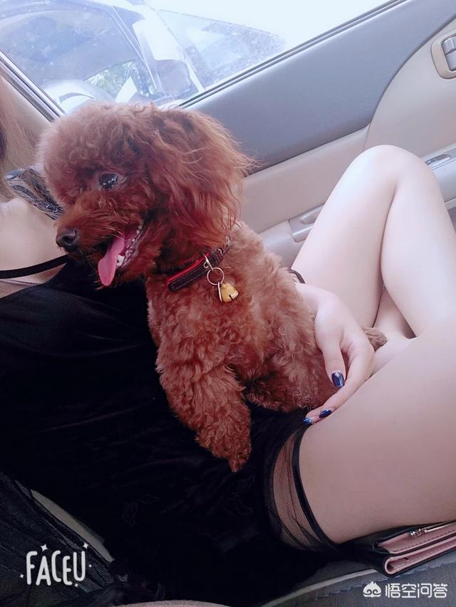 女人爱狗狗qq群照片:越来越多城市单身大龄女性喜欢养狗，这是为什么呢？