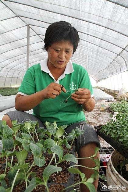 在蔬菜嫁接过程中，该如何正确选择砧木呢？