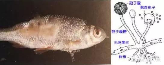 草鱼得诺卡氏菌病图片:鲤鱼草鱼吃饲料没精打采的啥原因？