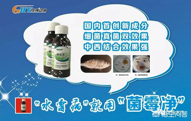草鱼得诺卡氏菌病图片:鲤鱼草鱼吃饲料没精打采的啥原因？
