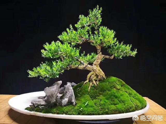 八爪金盘花卉的施肥:八角金盘施肥周期 盆景应该如何合理使用氮肥？