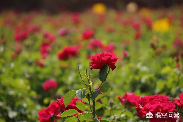 黑龙江黑枸杞种植基地，黑龙江可以大面积种植玫瑰花吗