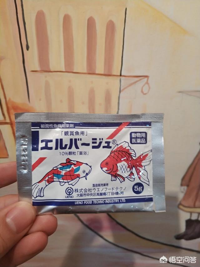 养鹦鹉鱼的鱼缸尺寸:单养30厘米红财神鹦鹉鱼用多大鱼缸养合适？如何养比较好？