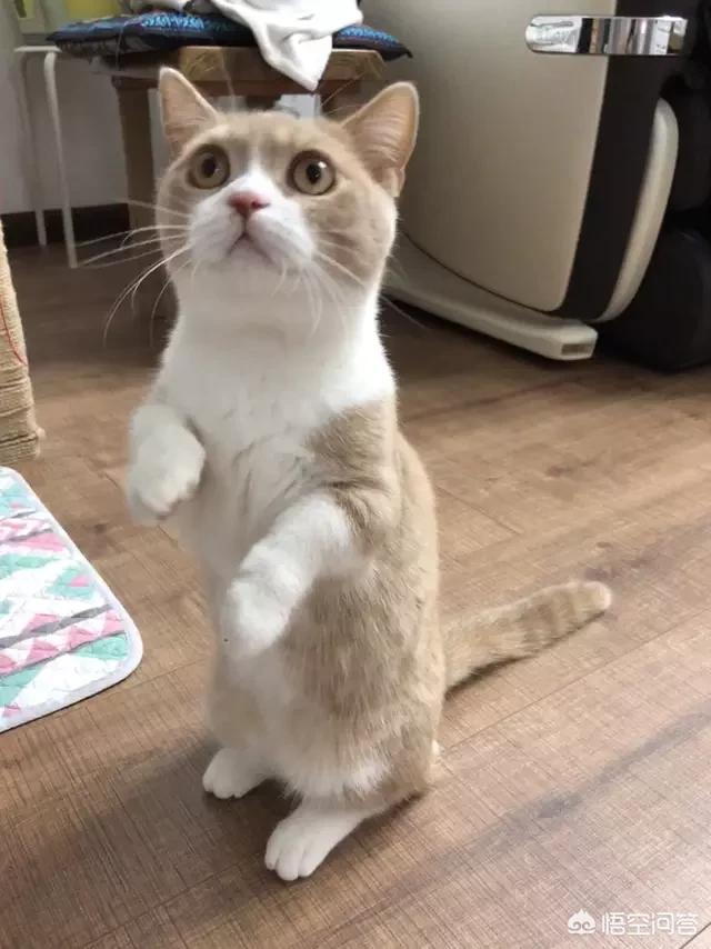矮脚猫的价位在多少之间？