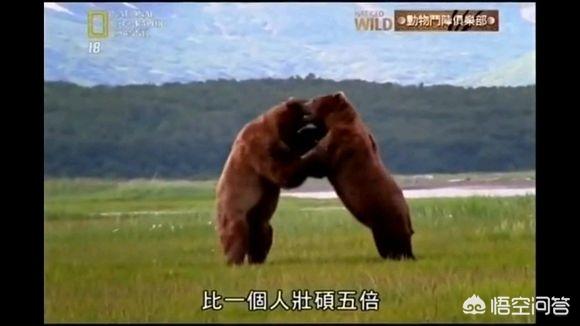 棕熊战斗力什么水平，棕熊的战力有多强，老虎会是对手吗