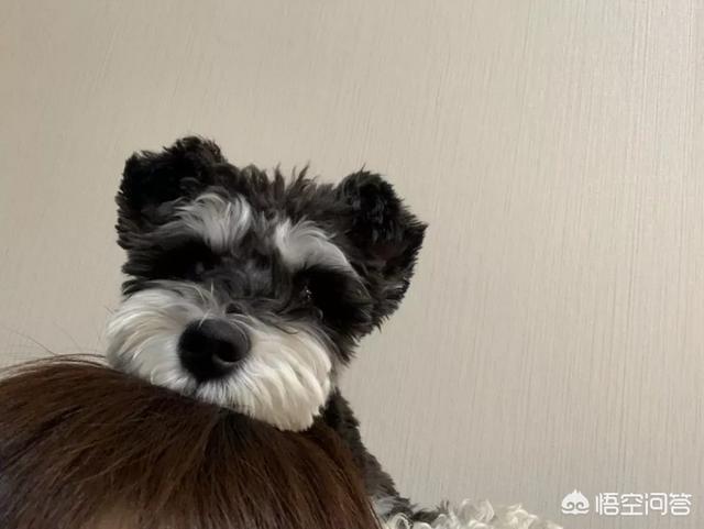 泰皇脊背犬多钱一只:狗子有自己的语言吗？你们都遇到了什么样的？