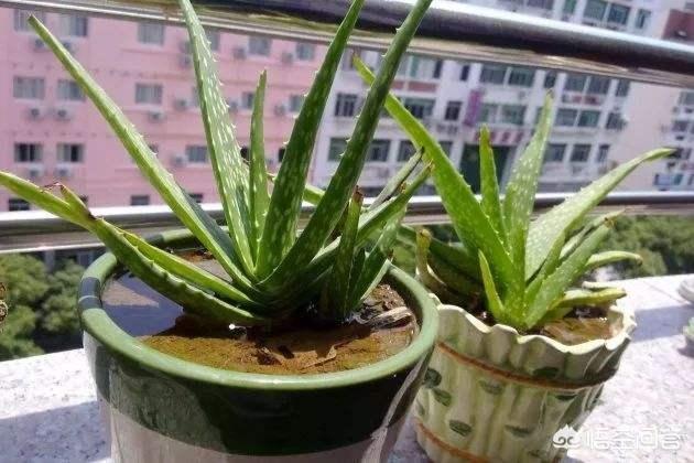 不夜城芦荟爆盆:芦荟新长的侧芽如何取出繁殖？