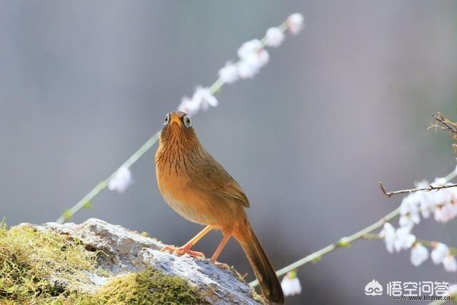 画眉鸟方笼图片:生头鸟静养后还是撞笼，这可怎么办？