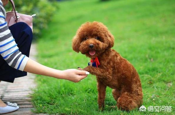 边境牧羊犬性格如何:金毛犬，比熊犬和边境牧羊犬你会选哪个？