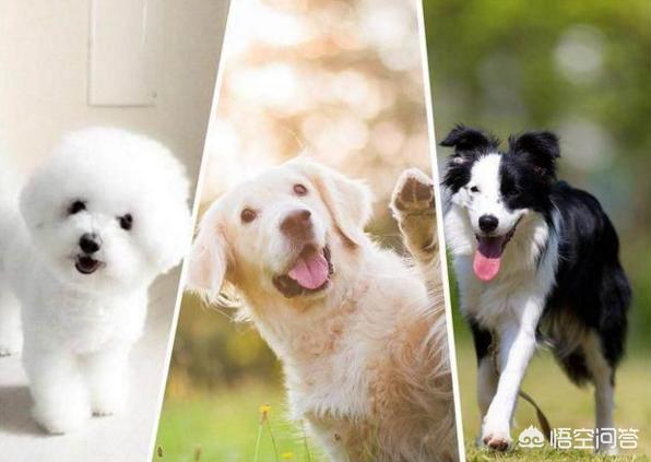 边境牧羊犬性格如何:金毛犬，比熊犬和边境牧羊犬你会选哪个？