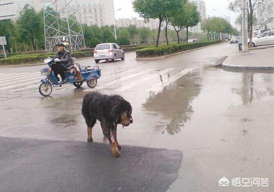 现在还有真正的藏獒吗，为什么曾经价格不可一世的藏獒，如今落到没人要的地步？