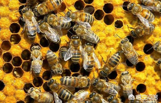 蜜蜂具有什么的能力 ，蜜蜂基因如何被用来提高它们的生存能力？