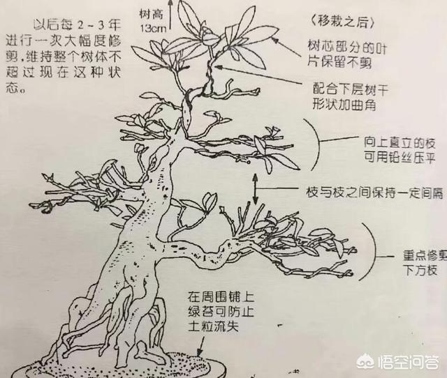 怎样种植枸杞树视频:怎样让枸杞花繁殖的果实多？