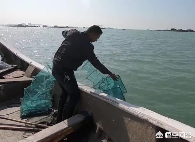老虎鱼图片:用什么鱼饵海钓老虎鱼比较好？