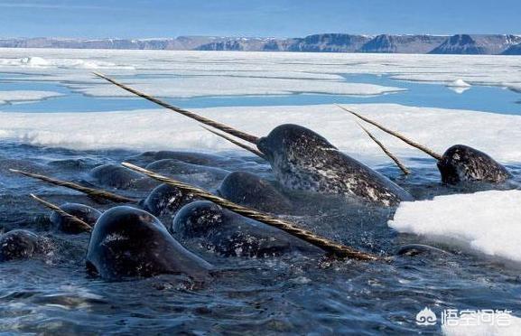 独角兽恐怖的一面，独角鲸的角有毒吗它们的角有哪些秘密