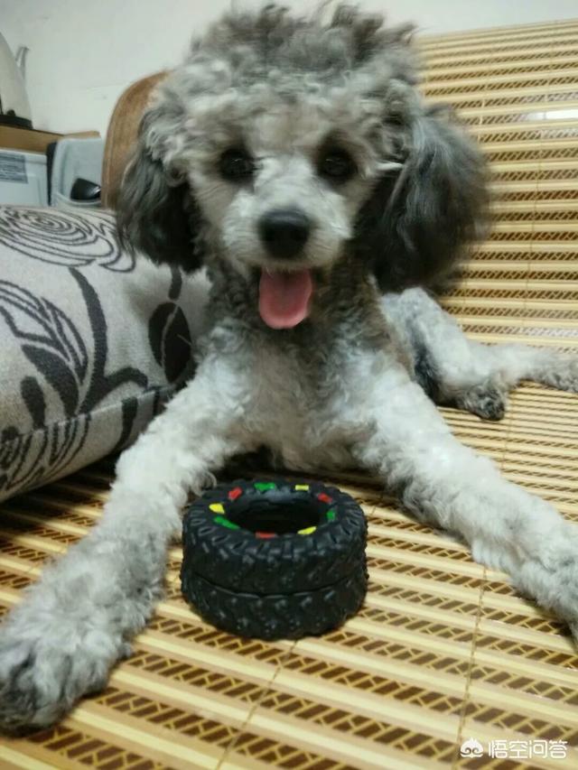 疯狂的小狗狗粮出过事:泰迪有泪痕适合吃什么牌子的狗粮，请大家推荐一下？