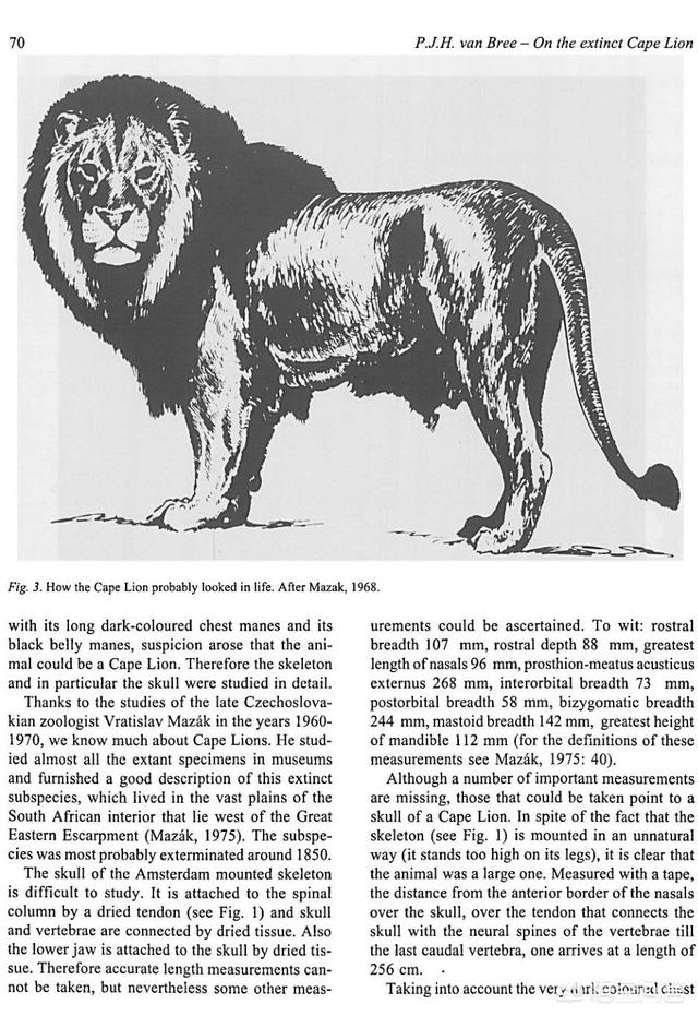 开普狮不但不能完虐所有的老虎,而且会被"百兽之王"东北虎完虐