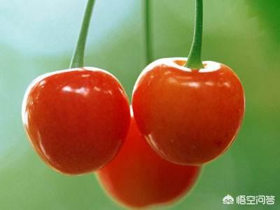 什么树可以嫁接樱桃树？