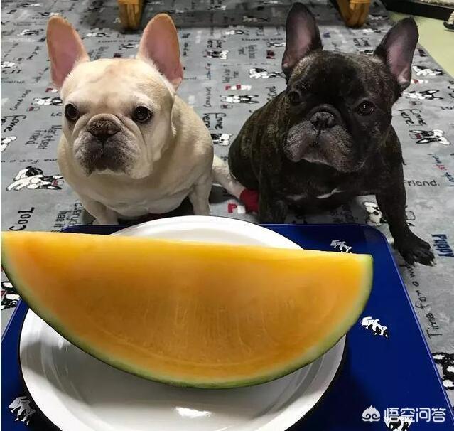 法国斗牛狗粮:有哪些食物法国斗牛犬不能吃？