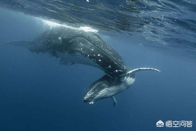 头条问答 - 鲲鹏展翅九万里,背负青天朝下看,你认为古代神话所说的