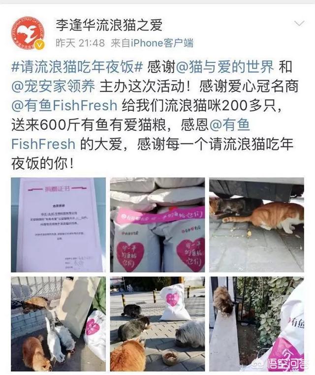 幸运土猫基地:幸运土猫电话 猫与爱的世界的请流浪猫吃年夜饭的活动，现在进行到什么程度了？