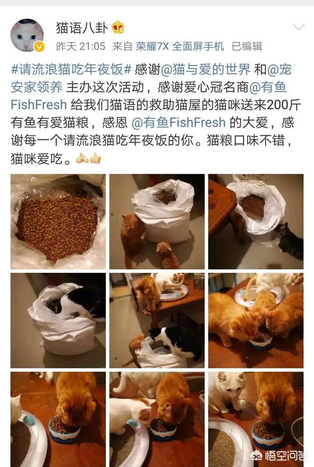 幸运土猫基地:幸运土猫电话 猫与爱的世界的请流浪猫吃年夜饭的活动，现在进行到什么程度了？